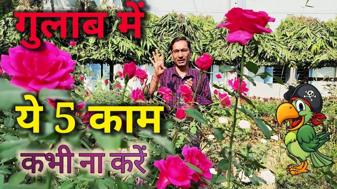 गुलाब में ये पांच काम कभी नहीं करें, नहीं तो गुलाब खराब हो जायेंगे / Rose growing tips