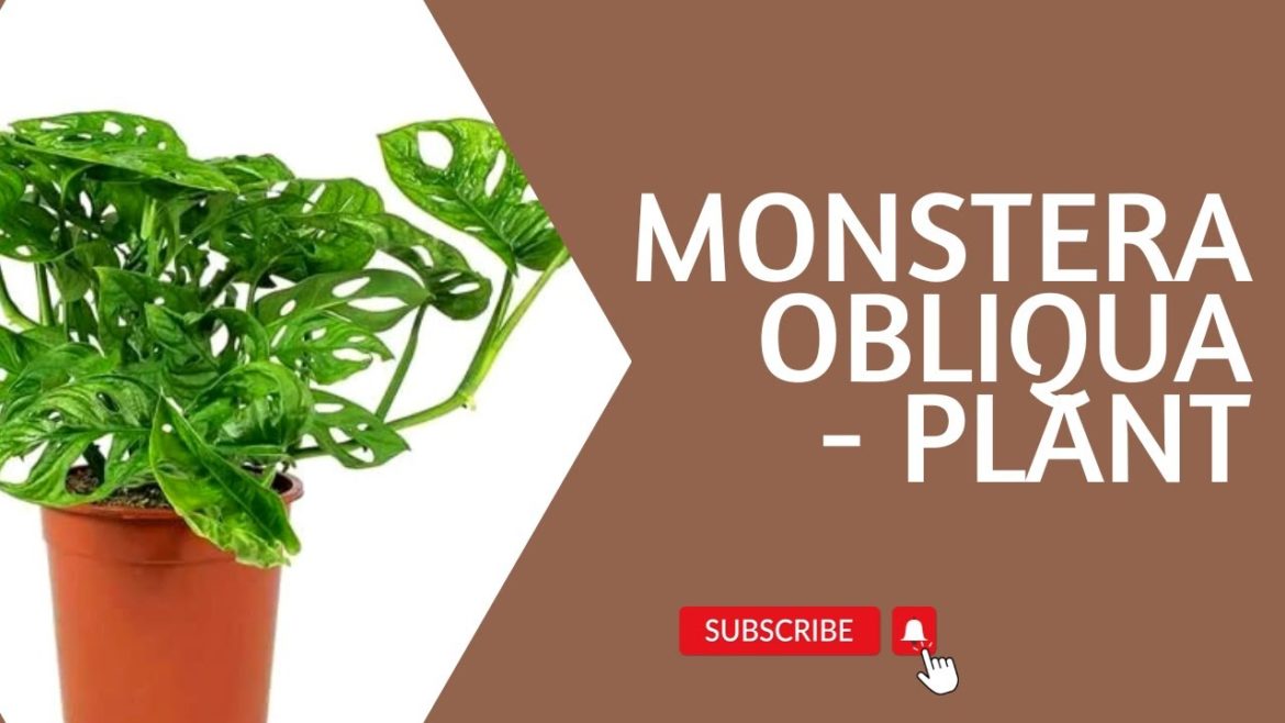 Monstera obliqua  Plant