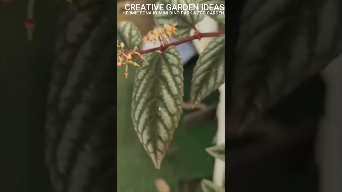 Creative Garden Ideas #shorts – FLOWERS OF CISSUS DISCOLOR Creative Garden Ideas #shorts - FLOWERS OF CISSUS DISCOLOR