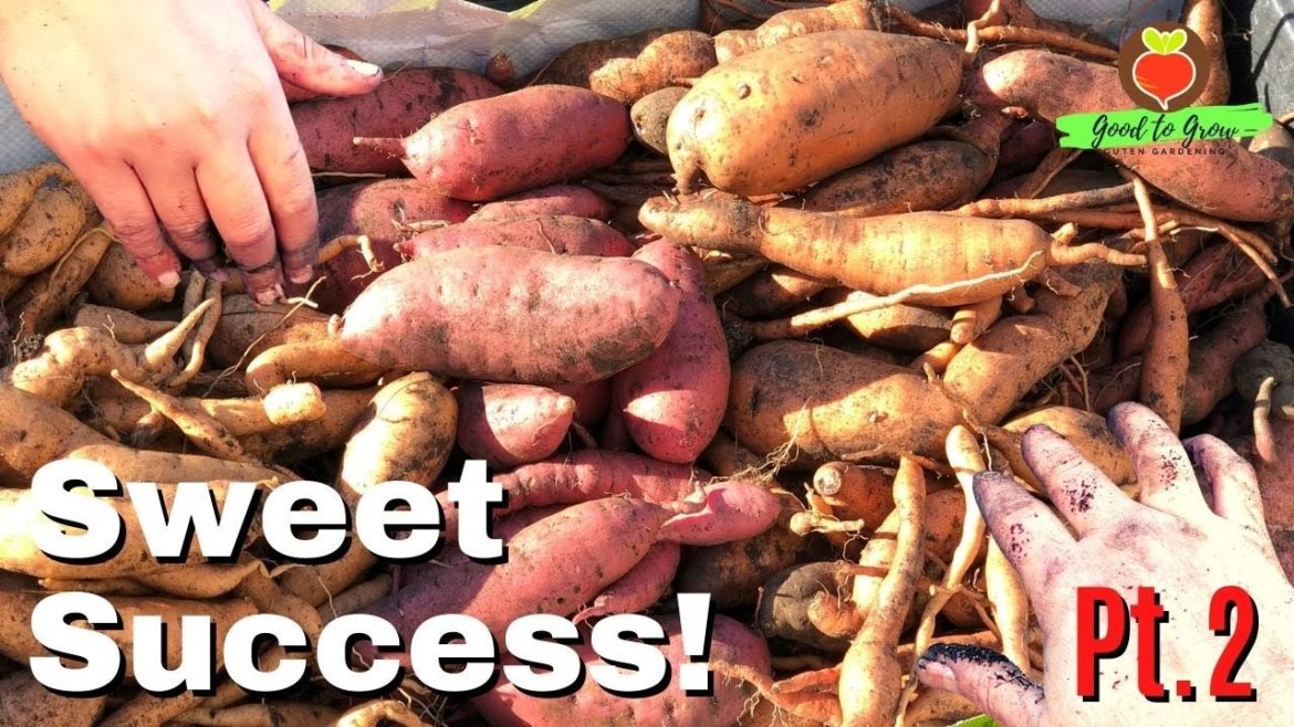 My Daughter Is Better Than Me at Harvesting Sweet Potatoes – Pt. 2 My Daughter Is Better Than Me at Harvesting Sweet Potatoes - Pt. 2