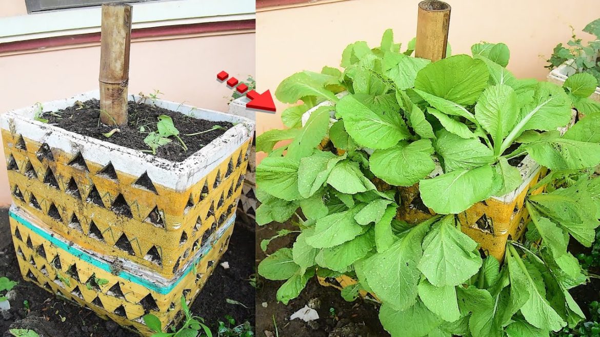 No need for a garden, Growing Green Vegetable at home was surprisingly easy