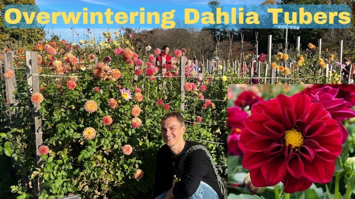 DAHLIA WINTER CARE – Storing Tubers Over Winter DAHLIA WINTER CARE - Storing Tubers Over Winter