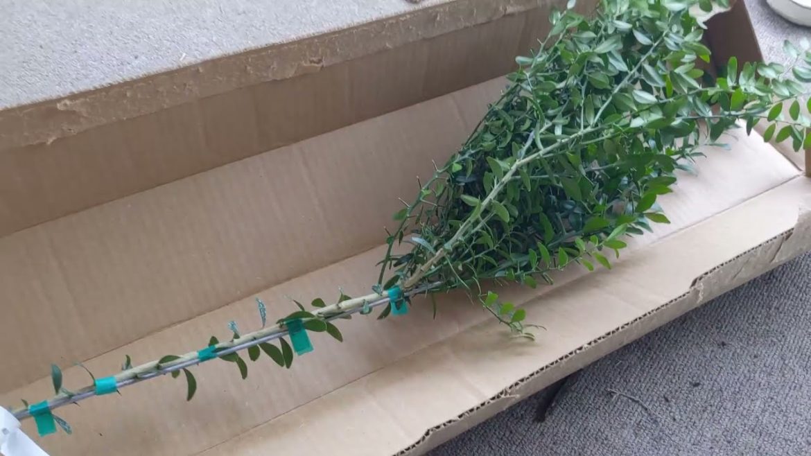 Backyard Citrus Trees - Dwarf Finger Lime Unboxing and Planting - Florida Container Garden