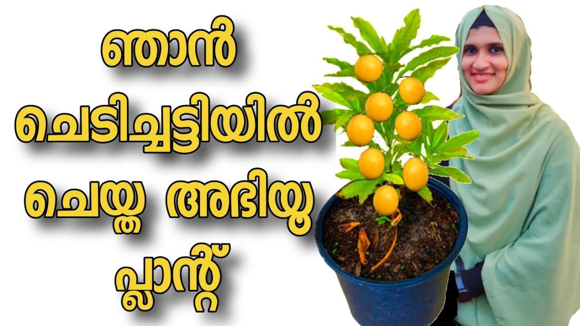 ഞാൻ ചെടിച്ചട്ടിയിൽ ചെയ്ത അബിയു പ്ലാന്റ് | ABIU Fruit in kerala  | ABIU FRUIT GROWING TIPS ഞാൻ ചെടിച്ചട്ടിയിൽ ചെയ്ത അബിയു പ്ലാന്റ് | ABIU Fruit in kerala  | ABIU FRUIT GROWING TIPS