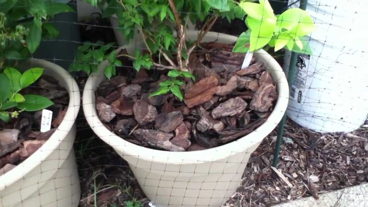 First year Container Garden First year Container Garden