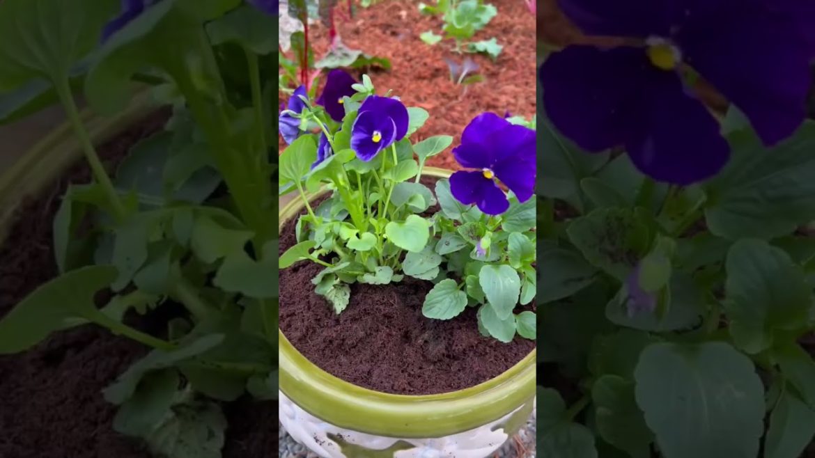 Harvesting Salad In The Kitchen Garden