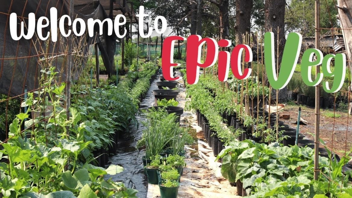 Welcome to Epic Veg! Welcome to Epic Veg!