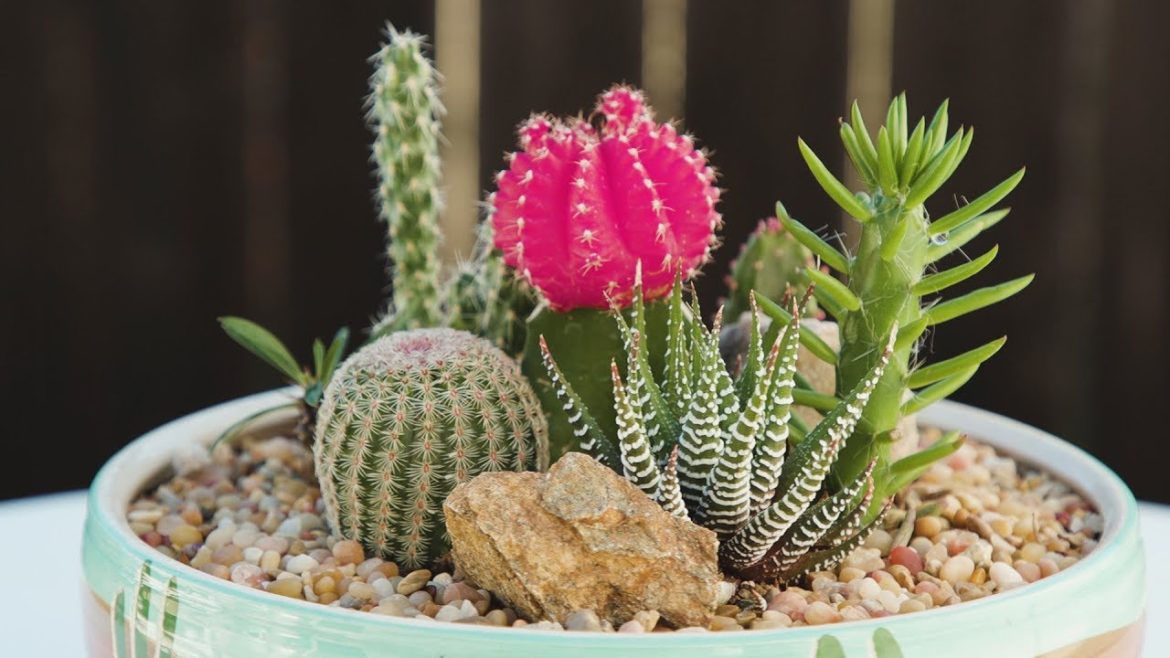 Cactus Container Garden Cactus Container Garden