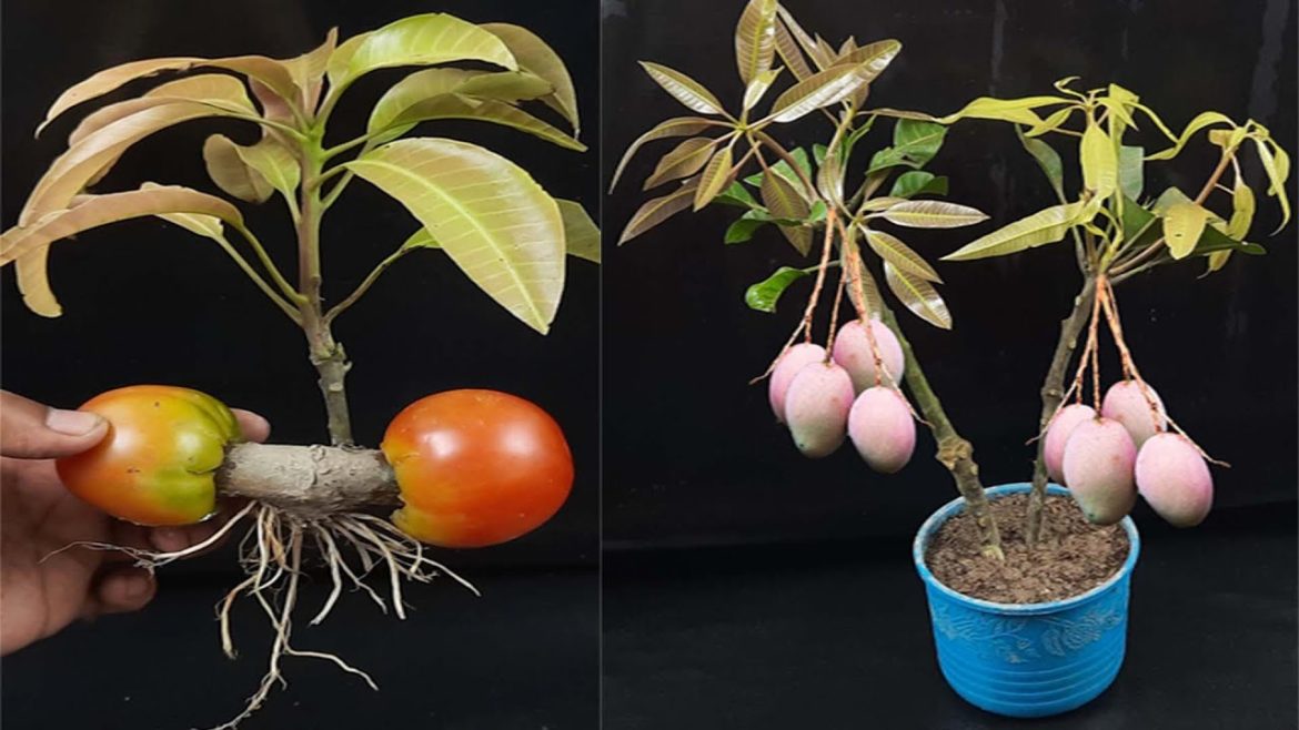 How to propagate Mango tree by cuttings, using Tomato