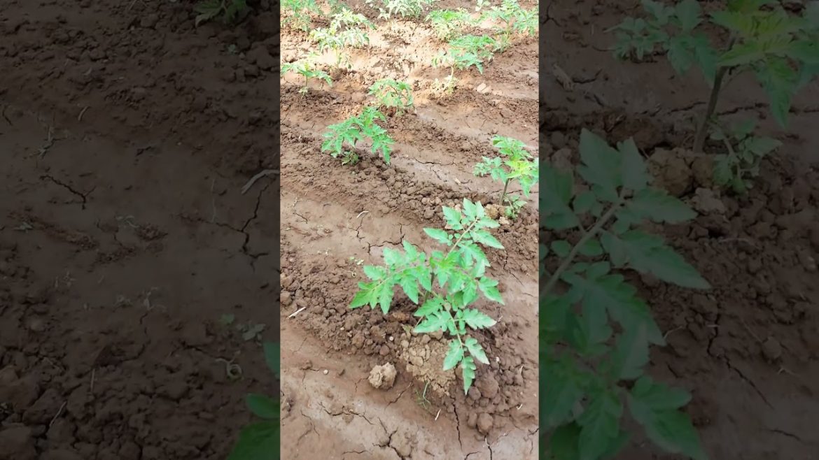 homegrown organic vegetables