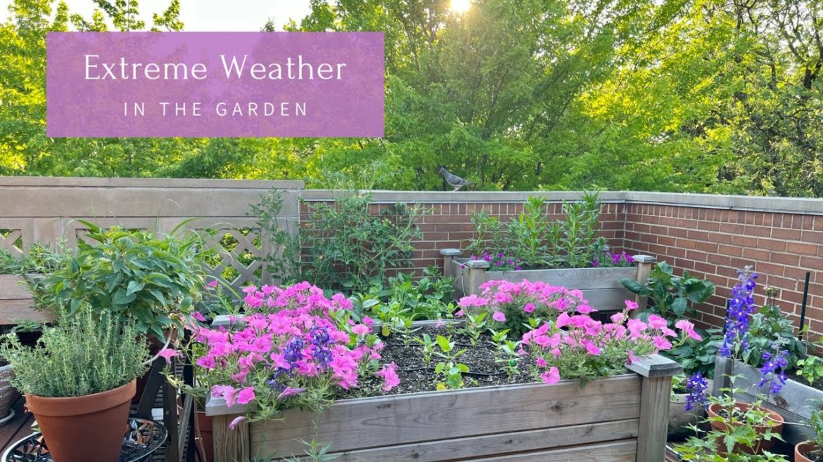 Dealing With Extreme Weather on a Rooftop Garden | Container Gardening Dealing With Extreme Weather on a Rooftop Garden | Container Gardening