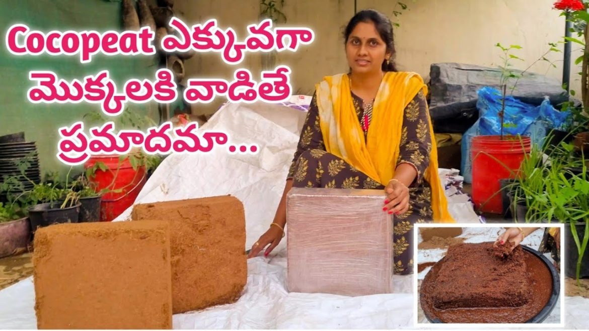 how to use cocopeat | cocopeat uses in our garden | buy cocopeat at reasonable prices #cocopeat