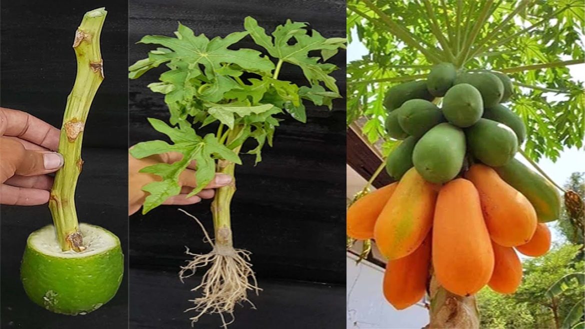 New Method To Grow Papaya From Cutting Success 100%