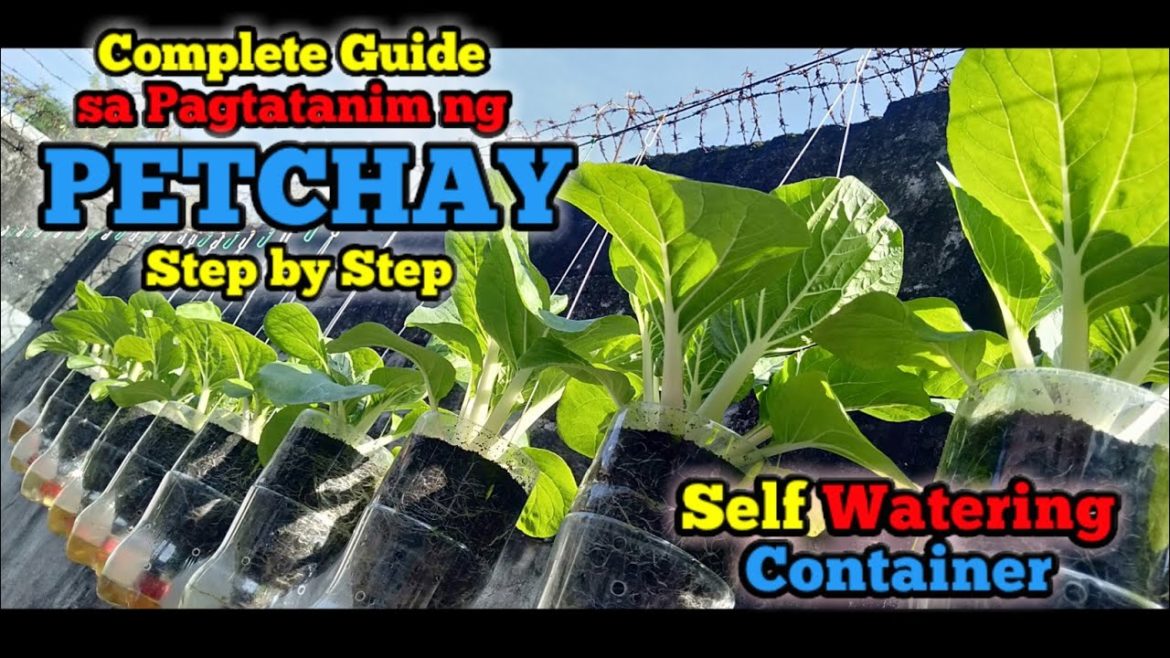 Paano Magtanim ng Petchay sa Self Watering Container Paano Magtanim ng Petchay sa Self Watering Container