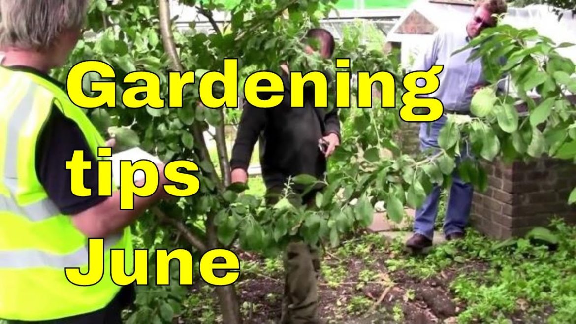 Gardening Tips June - pruning cherry & fruit trees - pruning prunus cherry trees UK