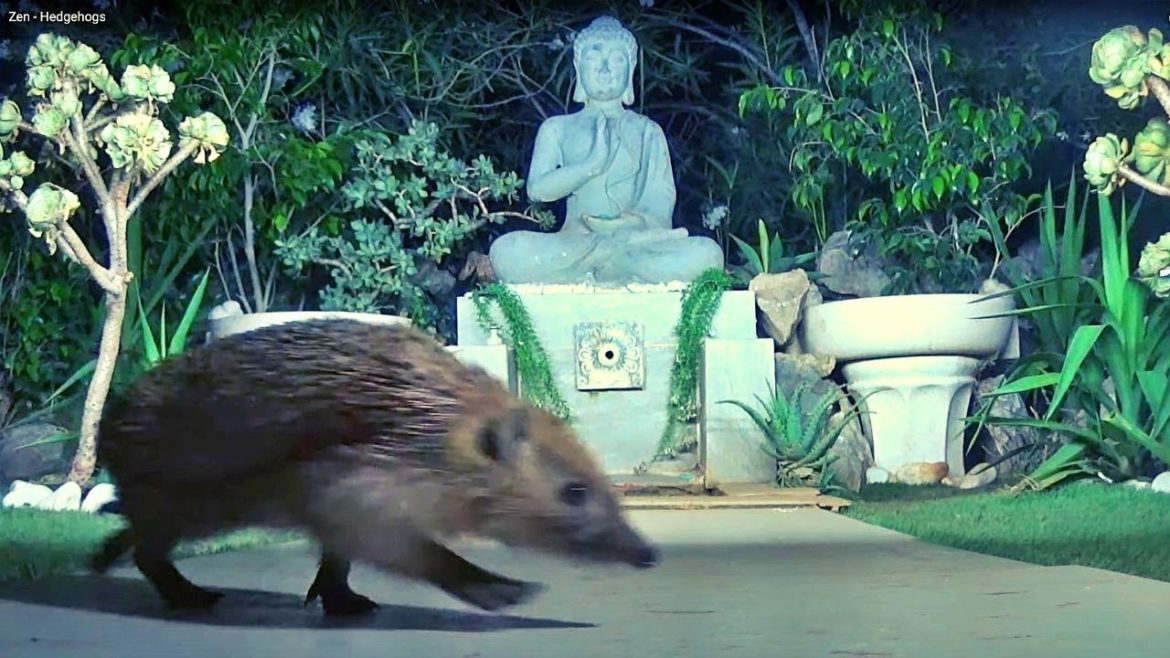 Zen Garden - Live Feeder Cam