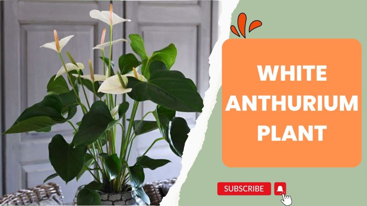 White Anthurium Plant