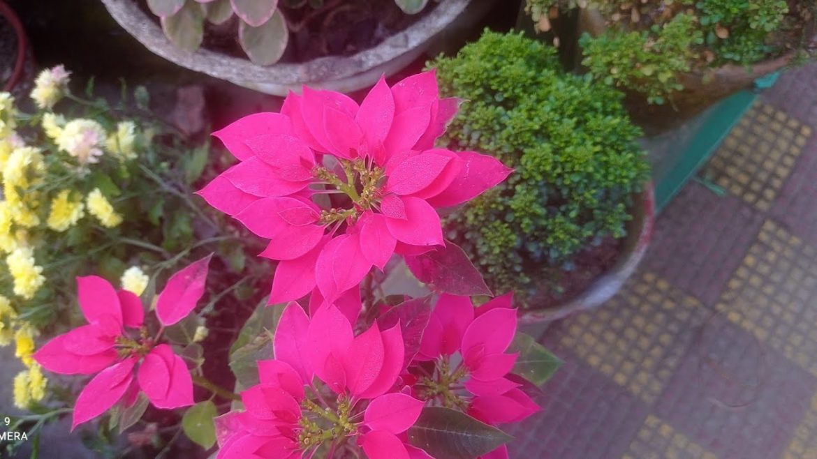 Beauty of Nature | Flower & Nature | Garden Beauty |  #Flower #Garden #Phool #KD With Nature 629
