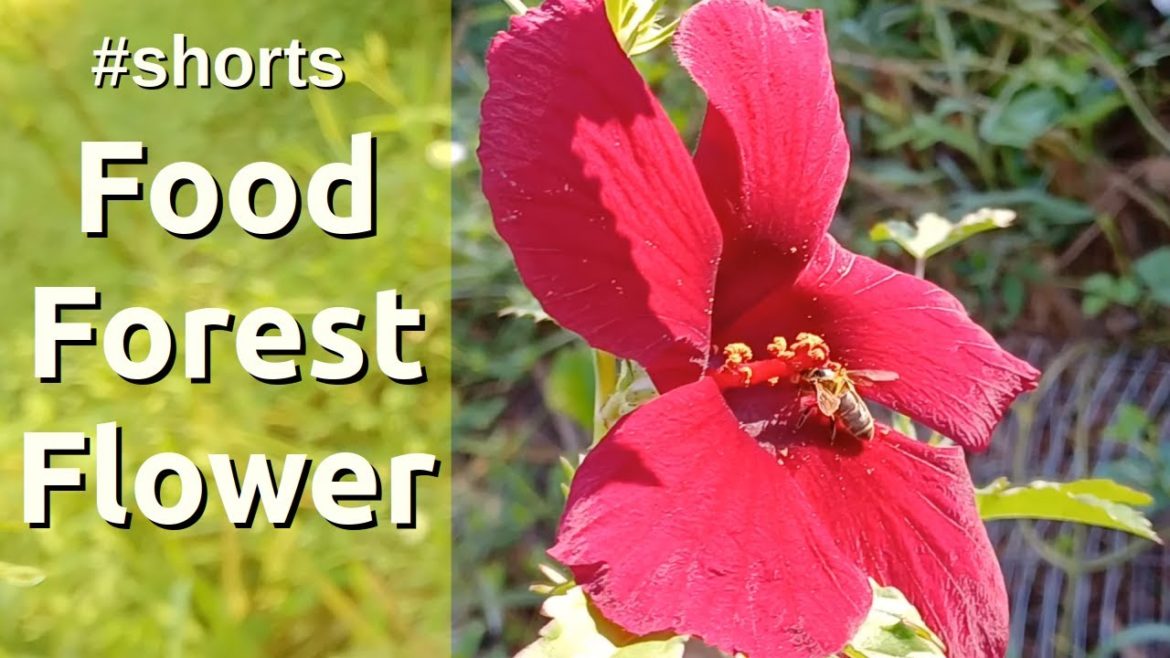 Add This Plant To Your Food Forest #shorts Add This Plant To Your Food Forest #shorts