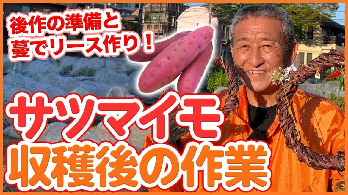 家庭菜園や農園のサツマイモ栽培で収穫後の後作準備や蔓でリース作りなど収穫後の作業を徹底解説！/Tips for Growing Sweet Potatoes from a Japanesefarmer