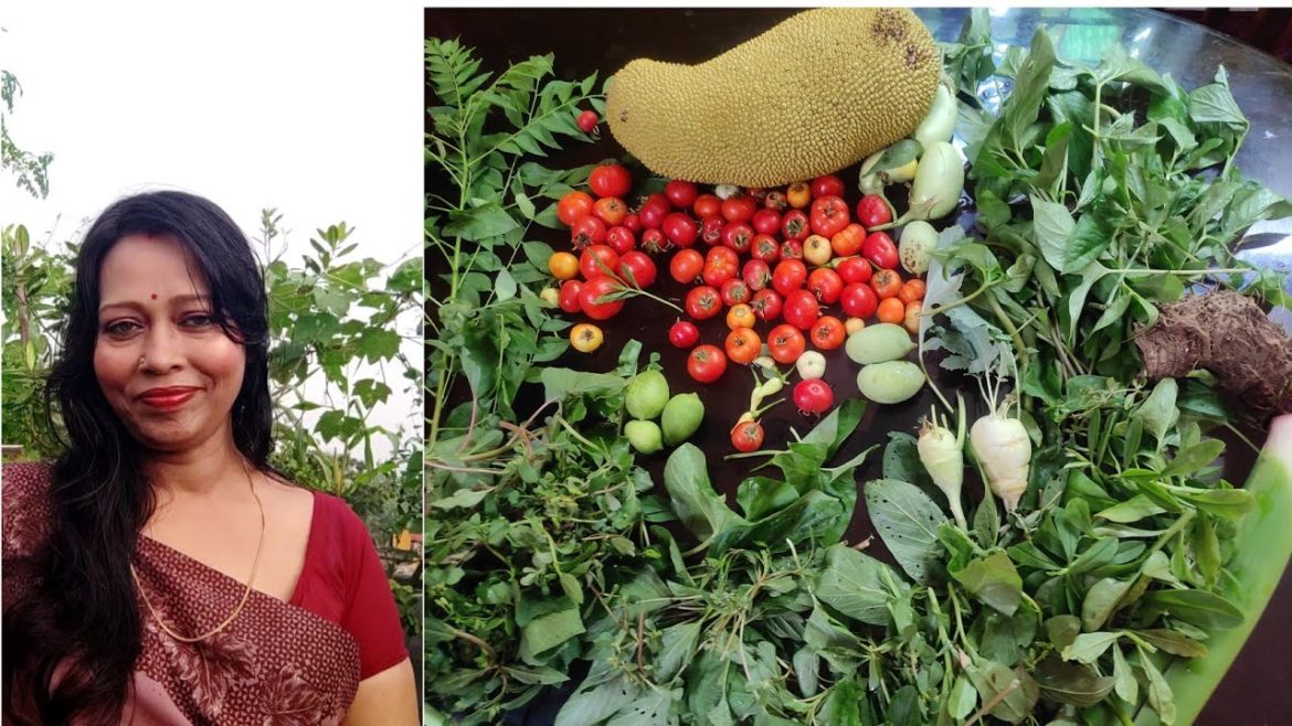 Backyard Garden Harvesting Organic Vegetables 29 April 2022 Backyard Garden Harvesting Organic Vegetables 29 April 2022