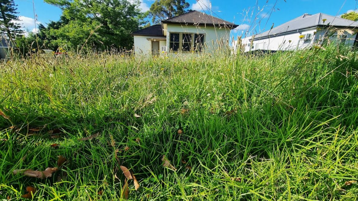 ANGRY Viewer's DEMAND I Mow Neighbours HUGE OVERGROWN Lawn For FREE! ANGRY Viewer's DEMAND I Mow Neighbours HUGE OVERGROWN Lawn For FREE!