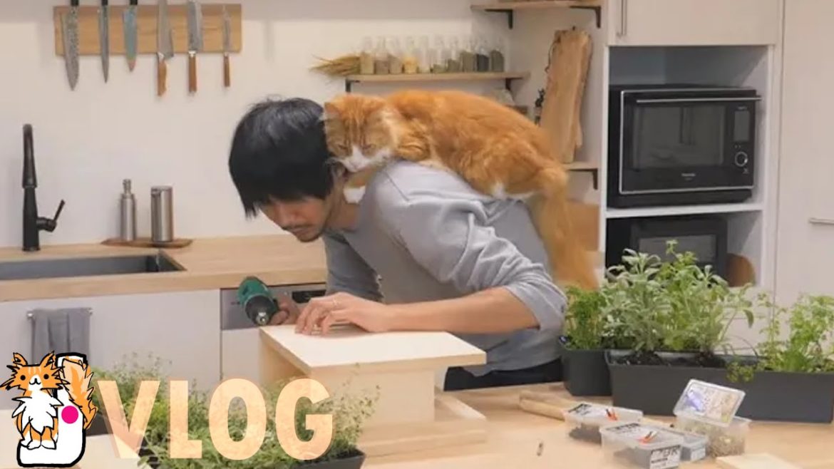 Indoor herb stand (🌱🔨DIY vlog) Indoor herb stand (🌱🔨DIY vlog)