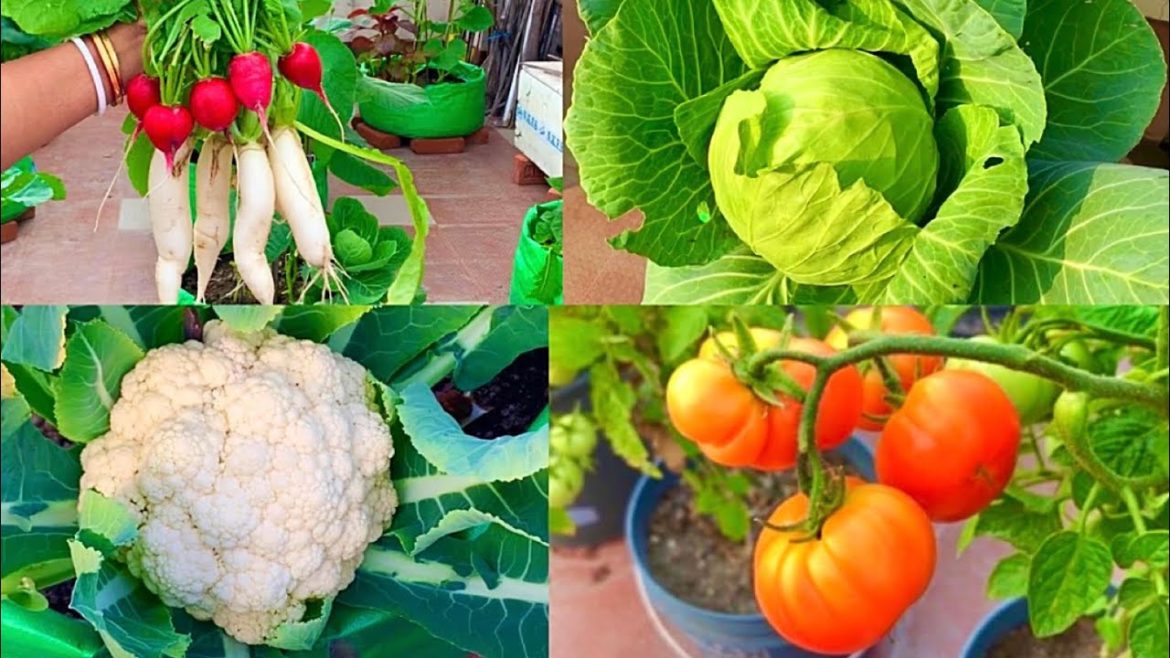 Best Vegetables To Grow In December Month // December Vegetables // Terrace Gardening