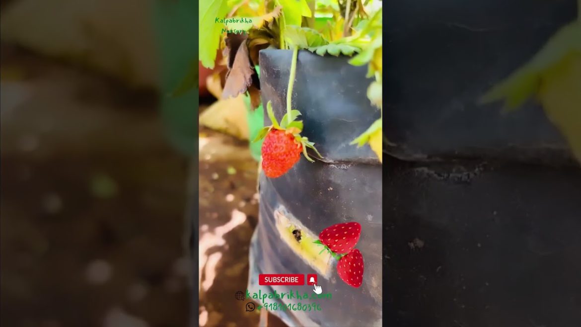 Strawberry Growing Important Tips #strawberry #strawberries Strawberry Growing Important Tips #strawberry #strawberries