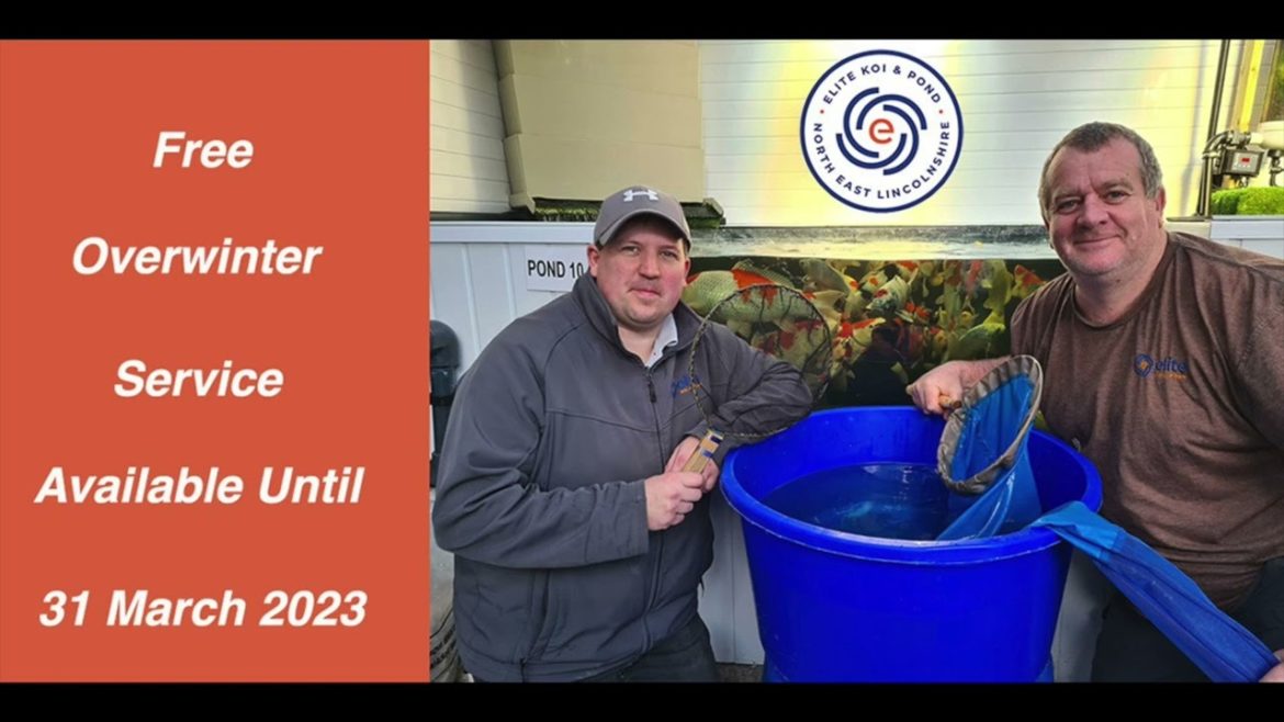 Elite Koi Live Streamed Japanese Koi Auctions – Join the Elite Koi Team & Community every Saturday Elite Koi Live Streamed Japanese Koi Auctions - Join the Elite Koi Team & Community every Saturday