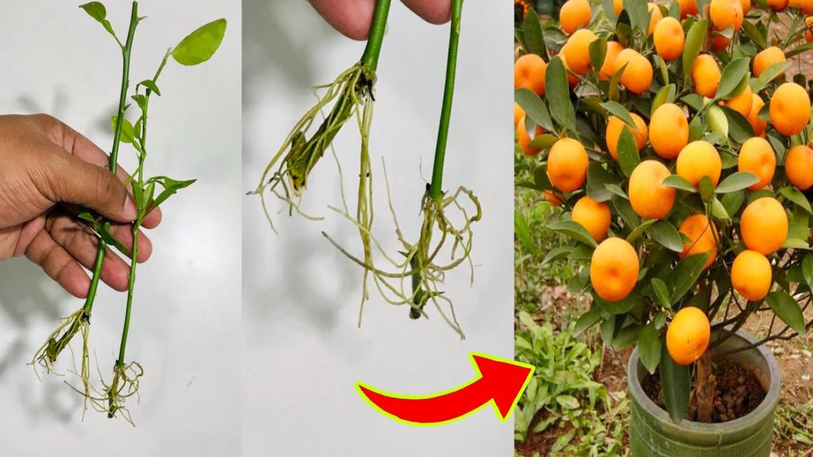 How To Grow Orange Tree Cutting Very Unique Techniques