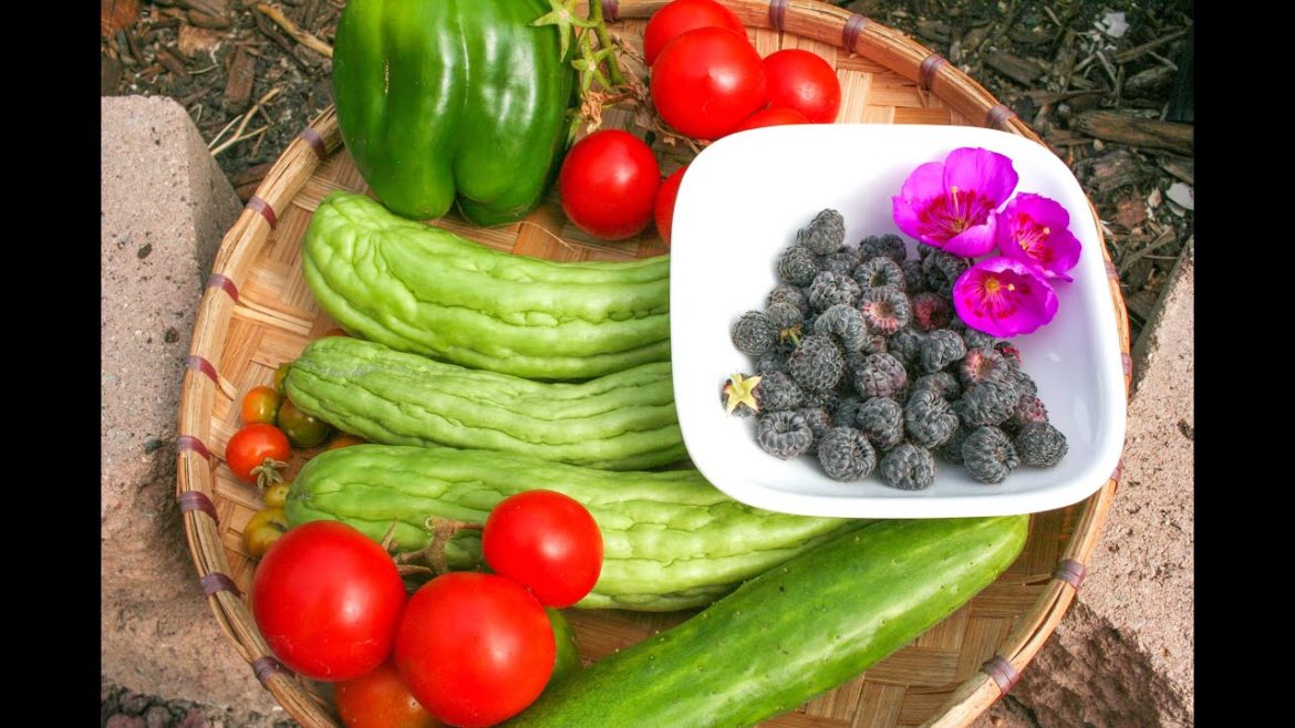 Buhay Amerika:My Fresh, Organic and Healthy lunch from my backyard garden  #buhayamerika