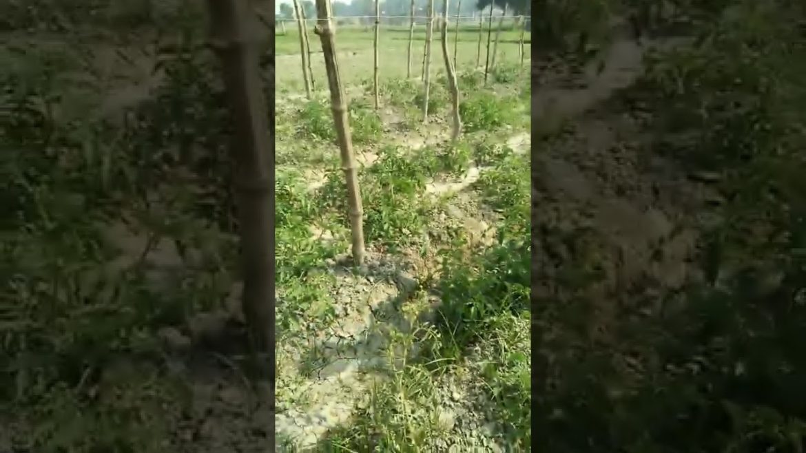 How To Grow Tomatoes At Home | Tomato Plant Care | Vikas Gardening | #tomato  #shorts