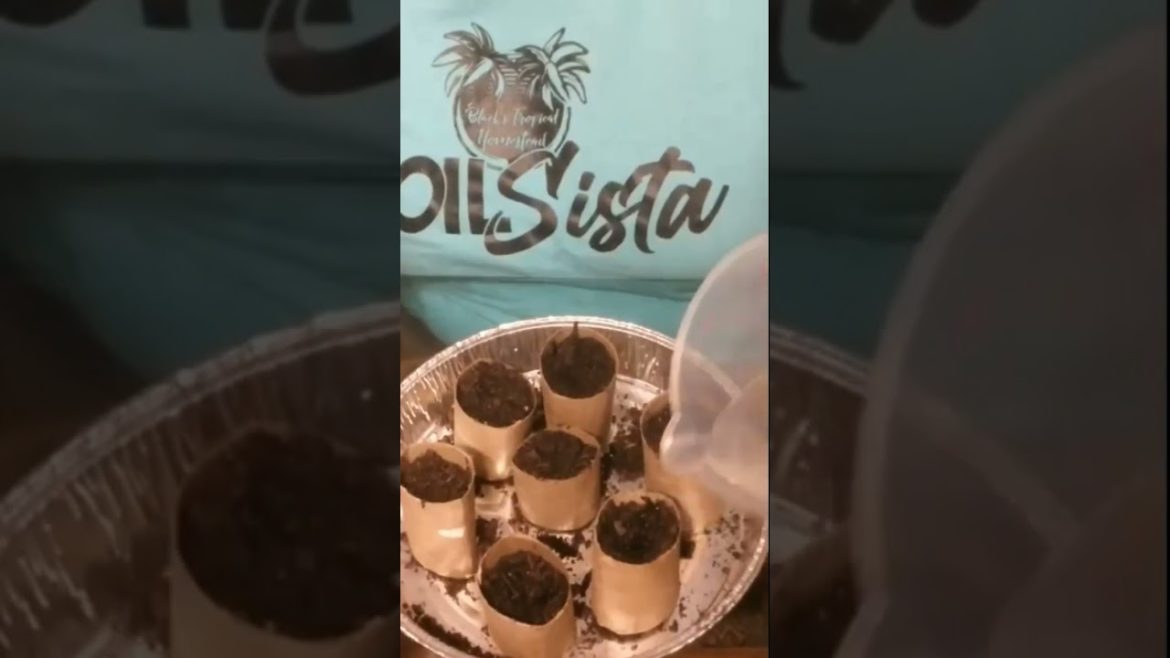 Seed Starter Tips 🪴🙌🏾☺️ #shorts #free #seed #tips #garden #starter #fyp #grow #subscribe