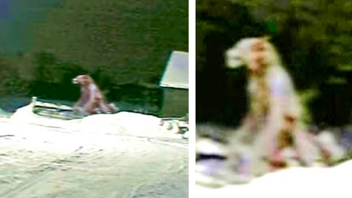 Trail Cam Captures What No One Was Supposed to See Trail Cam Captures What No One Was Supposed to See