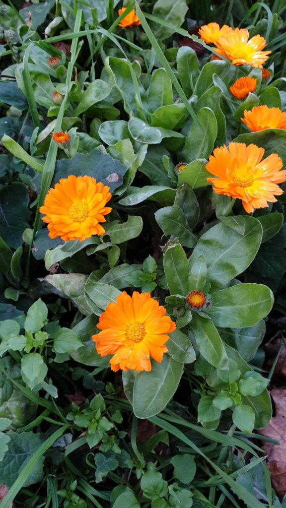 ID? Blooming in early winter in zone 7a