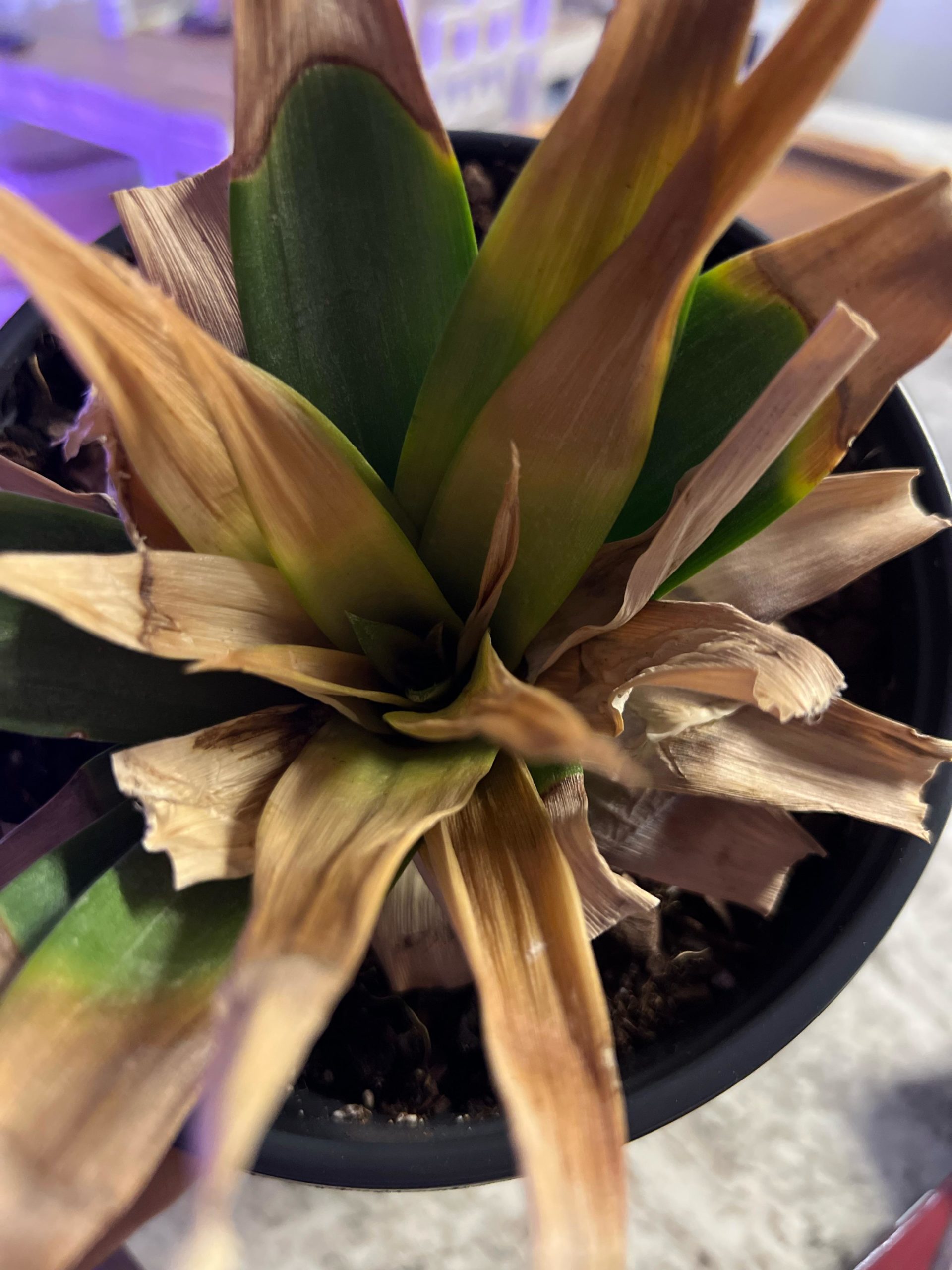 Pineapple leaves turning yellow All For Gardening