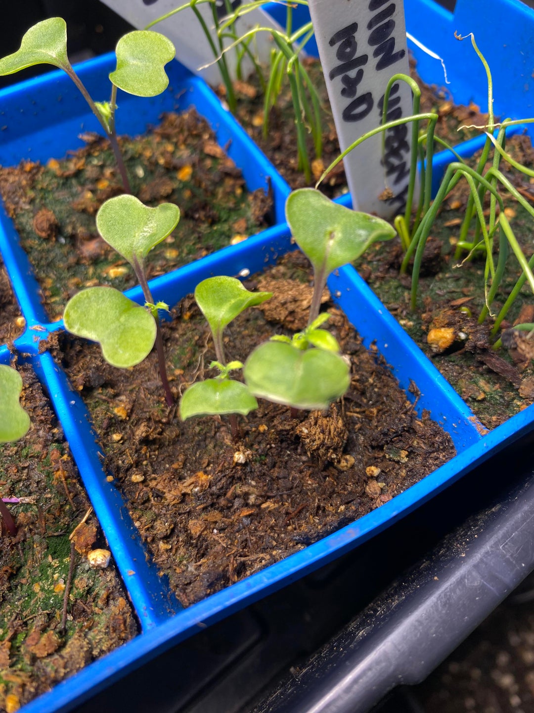 Why are my kale seedlings dying 😢? New gardener here All For Gardening