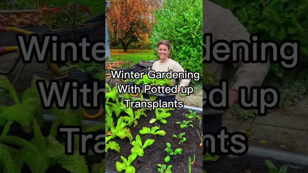 Planting A Winter Garden #shorts Planting A Winter Garden #shorts
