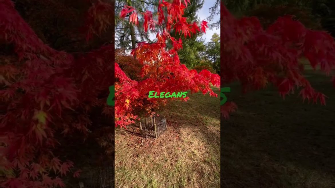 Japanese maple trees, how to select, water, feed and protect them from sun / wind!