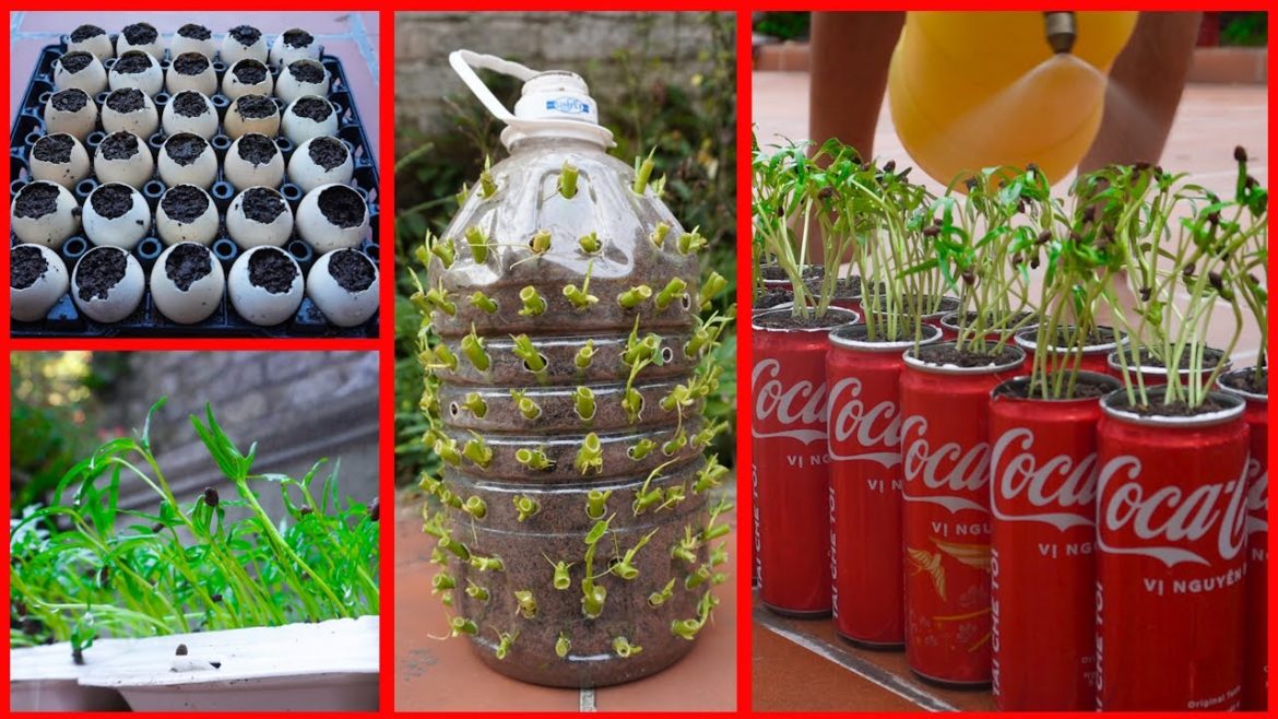 Garden Ideas Tips – Synthesize ways grow water spinach fastest harvest time Garden Ideas Tips - Synthesize ways grow water spinach fastest harvest time