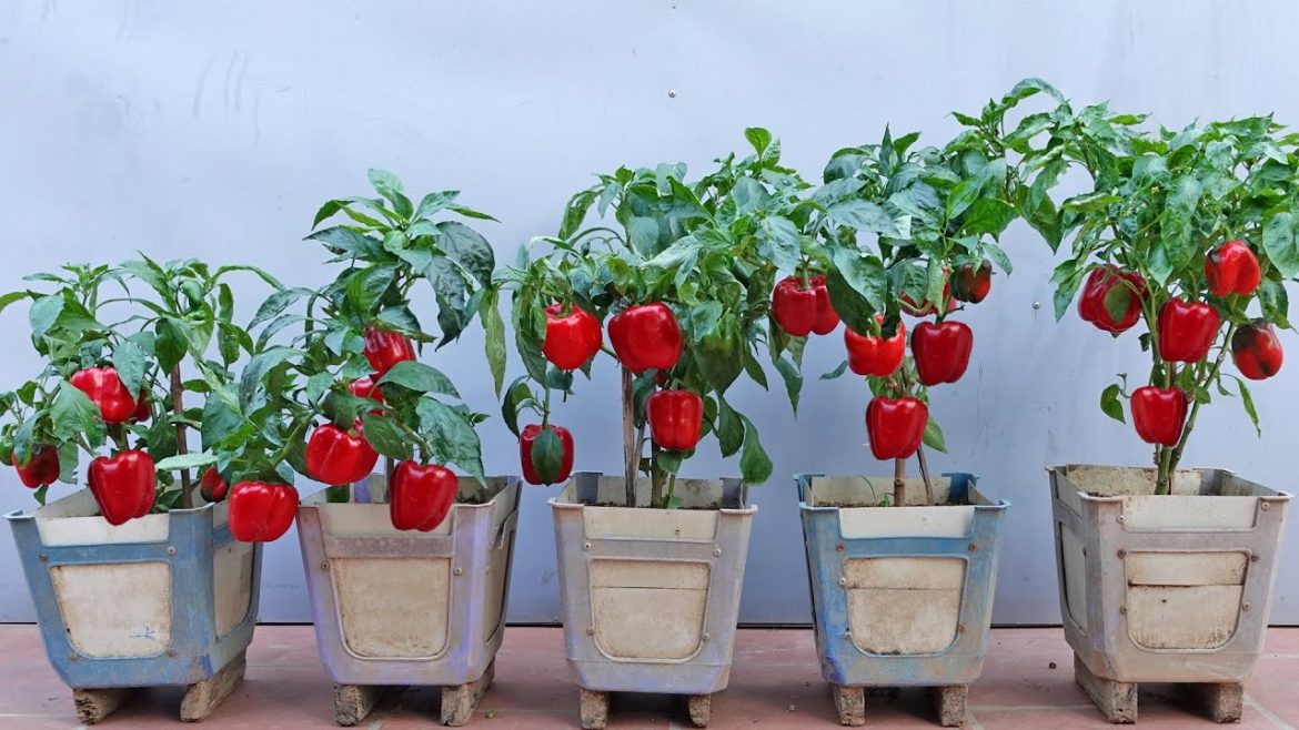 Tips to grow bell peppers without spending money to buy seeds, large fruits, high yield