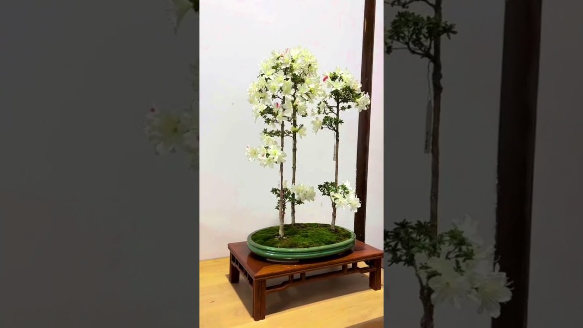 Beautiful Japanese Azalea bonsai Beautiful Japanese Azalea bonsai