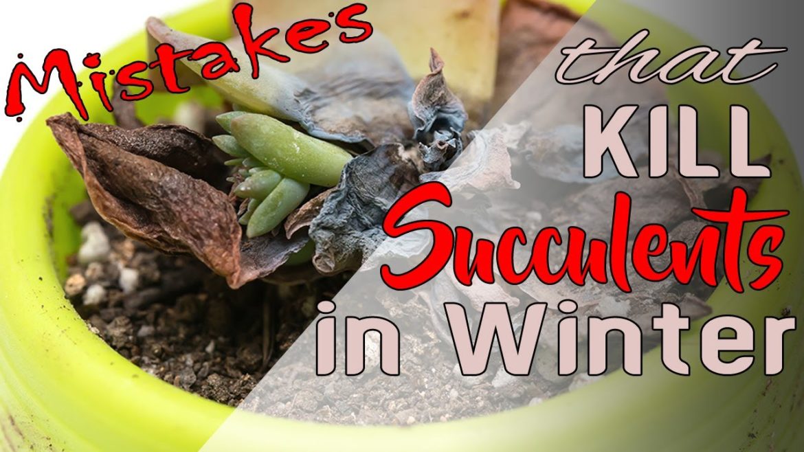 8 Tips to Care Succulents in Winter | Kashmir Gardening | Hindi/Urdu 8 Tips to Care Succulents in Winter | Kashmir Gardening | Hindi/Urdu