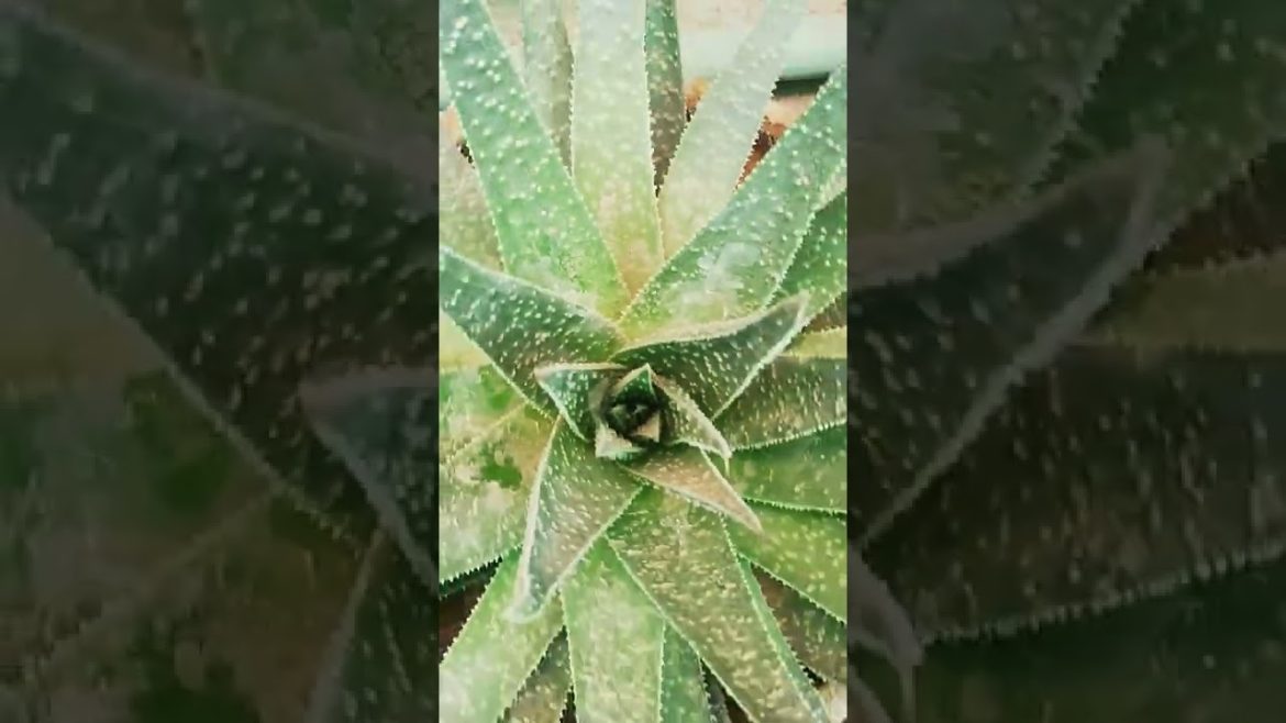 My Small Beautiful Home Garden Raining In My Backyard #shorts #garden