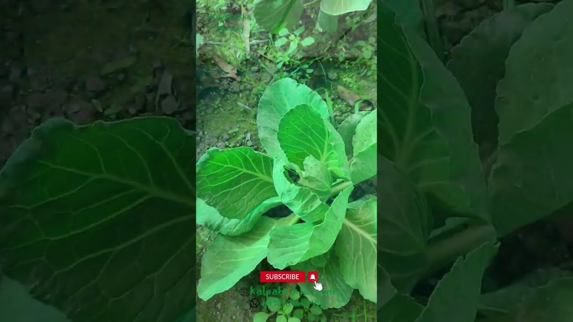 Indoor Vegetable Farming | Cauliflower & Cabbage Farming In Greenhouse