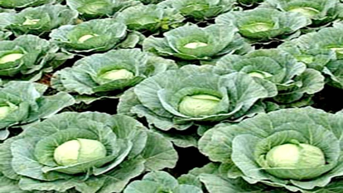 How to Grow Cabbage at Home Easily - Complete Growing Guide / grow easily Baby plant till harvesting