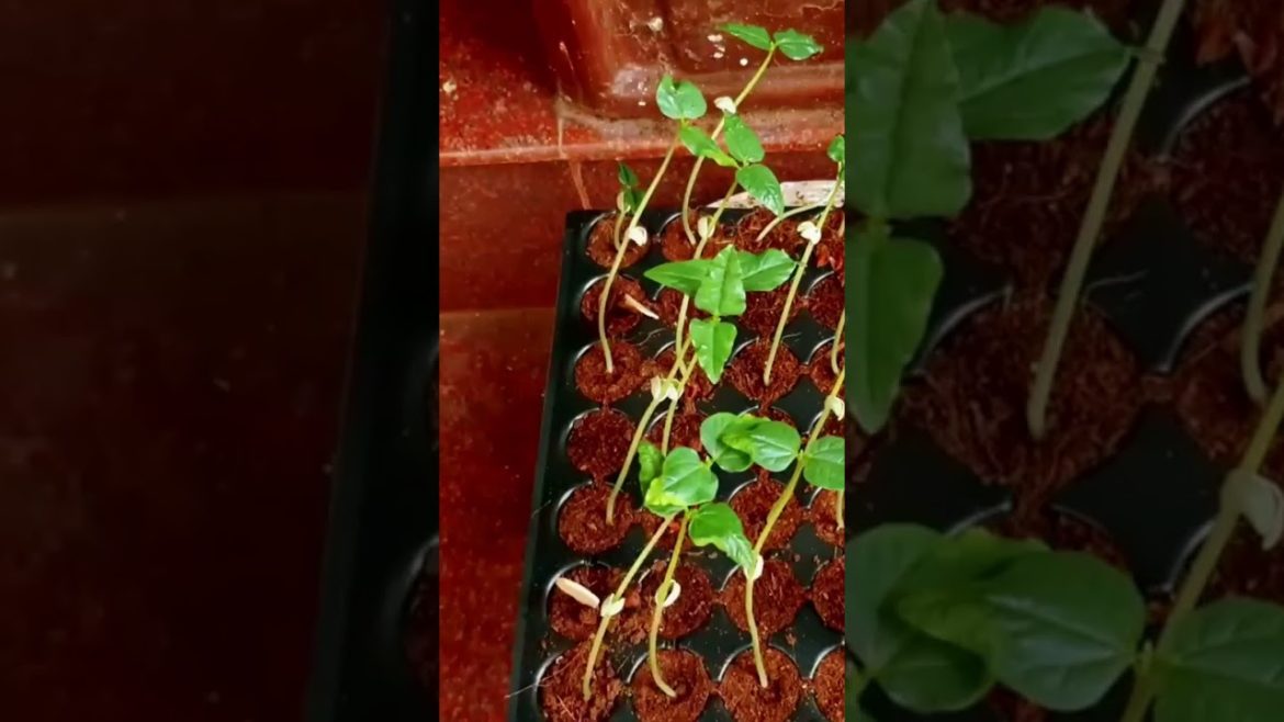 വിത്തു മുളക്കാൻ എത്ര സമയമെടുക്കും #krishitips #gardentips #usefulsnippets #shorts