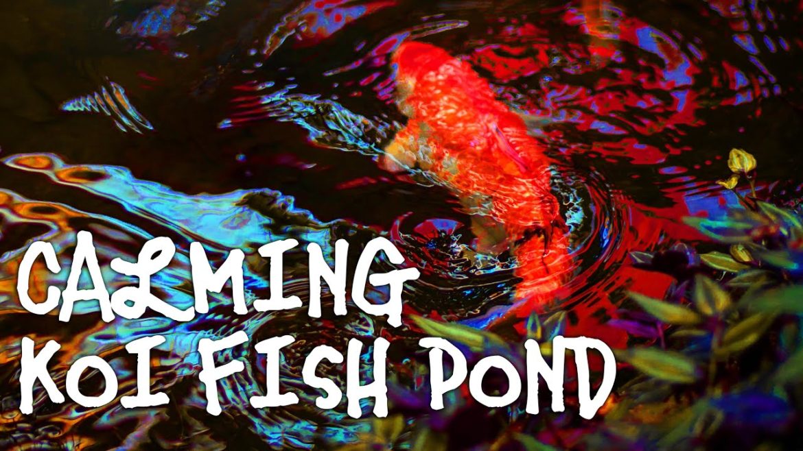 Koi Fish Pond | Calm Flowing Water & Ambient Nature Sounds | Relax, Focus, Meditate, Sleep