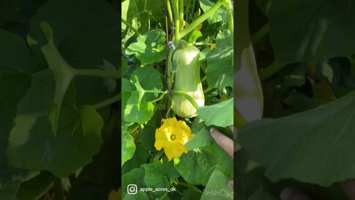 💚 I love growing vertically #shorts #gardening